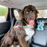 Entry image for Duncan