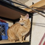 Entry image for Weebles 