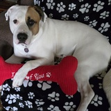 Entry image for Brutus