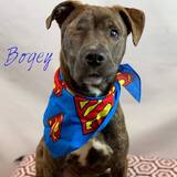 Entry image for Bogey
