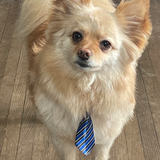 Entry image for Biscuit