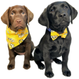 Entry image for Jury & Judge