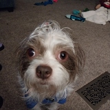 Entry image for Frankie