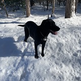 Entry image for Charlotte (Charlie) 