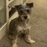 Entry image for Presley