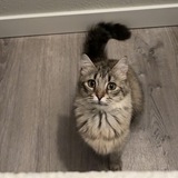 Entry image for Sassea