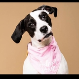 Entry image for Dottie 