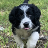 Entry image for DAISY
