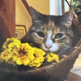 Entry image for Tiger Lily 