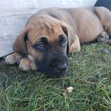 Entry image for Odin