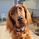 Entry image for Isabelle 