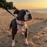 Entry image for Nova