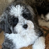 Entry image for Gizmo