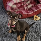 Entry image for JoJo