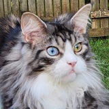 Entry image for Cosmo 