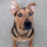 Entry image for Sumi