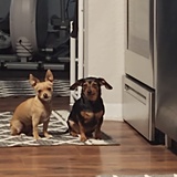 Entry image for Bella and Daisy 