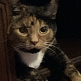 Entry image for Gracie 