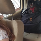 Entry image for Stewie