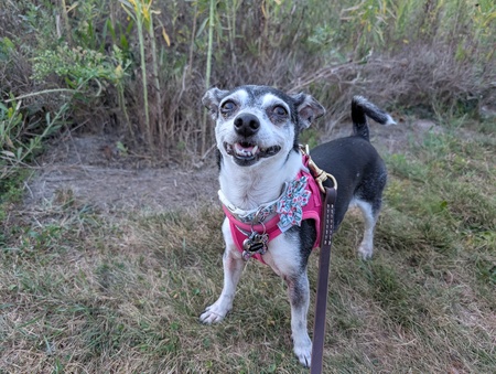 Entry image for Clementine . Clicking this image will show a larger photo