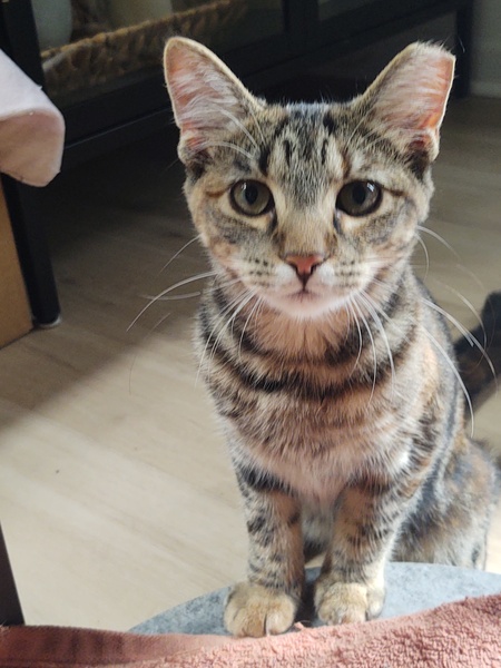 Entry image for Peach. Clicking this image will show a larger photo