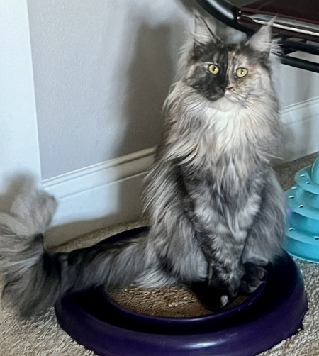 Entry image for Princess Pricilla . Clicking this image will show a larger photo