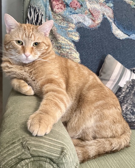 Entry image for Butters. Clicking this image will show a larger photo
