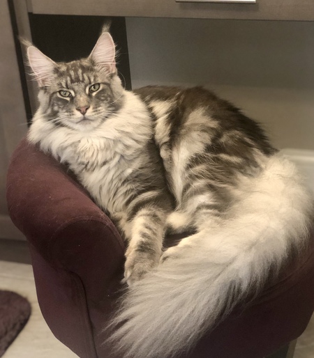 Entry image for Admiral Chester. Clicking this image will show a larger photo