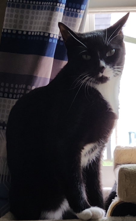 Entry image for Gizmo. Clicking this image will show a larger photo