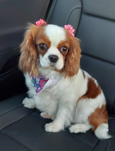 Entry image for Braylee. Clicking this image will show a larger photo