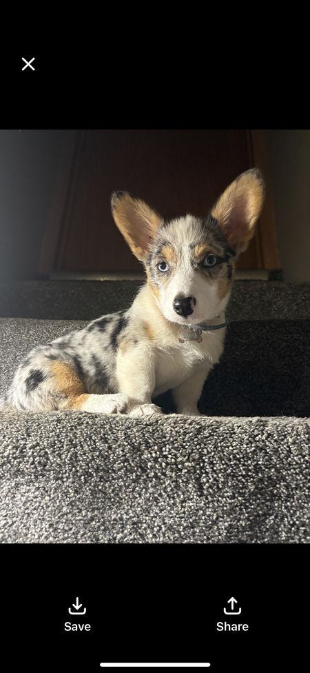 Entry image for Sadie. Clicking this image will show a larger photo