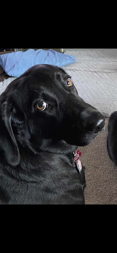 Entry image for Cassie . Clicking this image will show a larger photo
