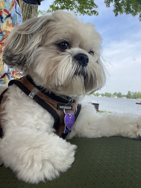 Entry image for Ollie. Clicking this image will show a larger photo