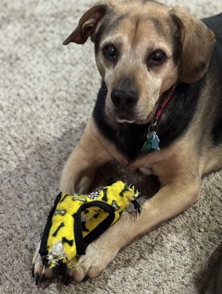 Entry image for Zeus. Clicking this image will show a larger photo