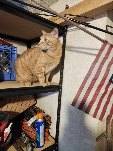 Entry image for Weebles . Clicking this image will show a larger photo