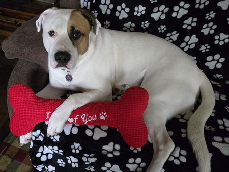 Entry image for Brutus. Clicking this image will show a larger photo