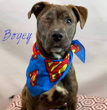 Entry image for Bogey. Clicking this image will show a larger photo