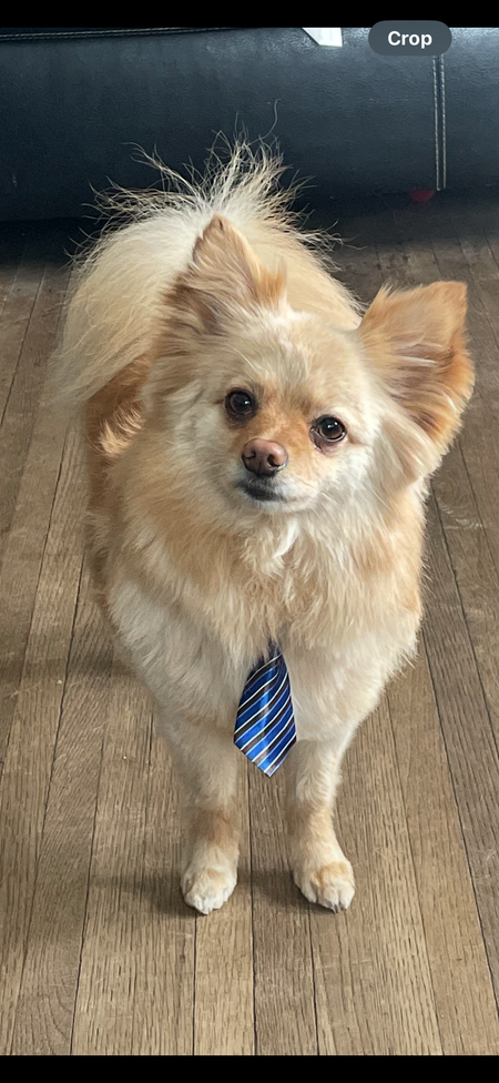 Entry image for Biscuit. Clicking this image will show a larger photo