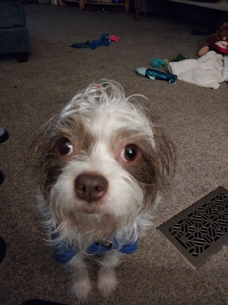 Entry image for Frankie. Clicking this image will show a larger photo