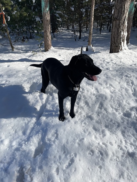 Entry image for Charlotte (Charlie) . Clicking this image will show a larger photo