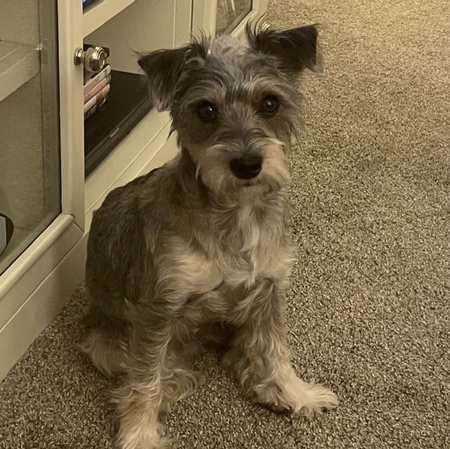 Entry image for Presley. Clicking this image will show a larger photo