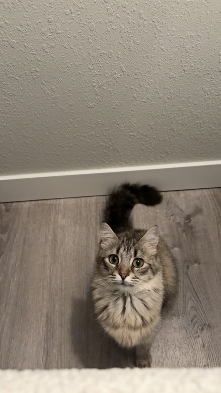 Entry image for Sassea. Clicking this image will show a larger photo