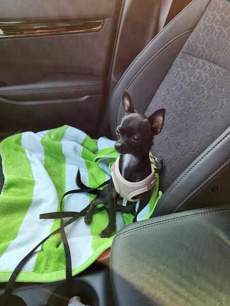 Entry image for Ari. Clicking this image will show a larger photo