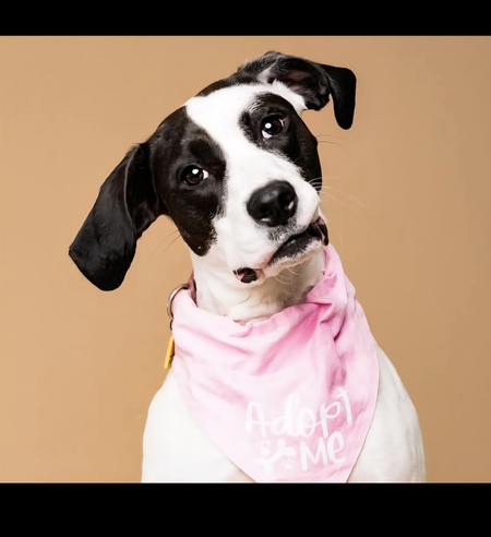 Entry image for Dottie . Clicking this image will show a larger photo