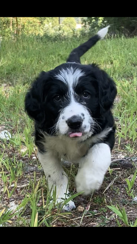 Entry image for DAISY. Clicking this image will show a larger photo