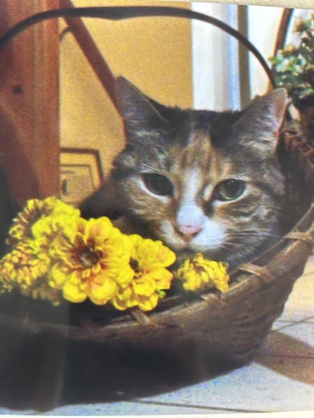 Entry image for Tiger Lily . Clicking this image will show a larger photo