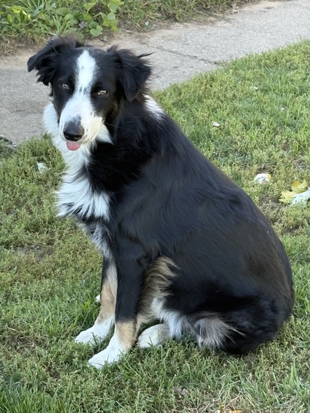 Entry image for Desiel. Clicking this image will show a larger photo