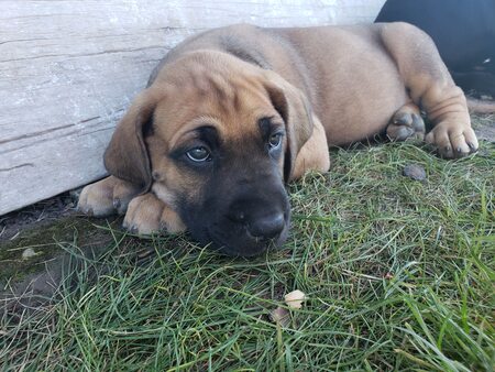 Entry image for Odin. Clicking this image will show a larger photo