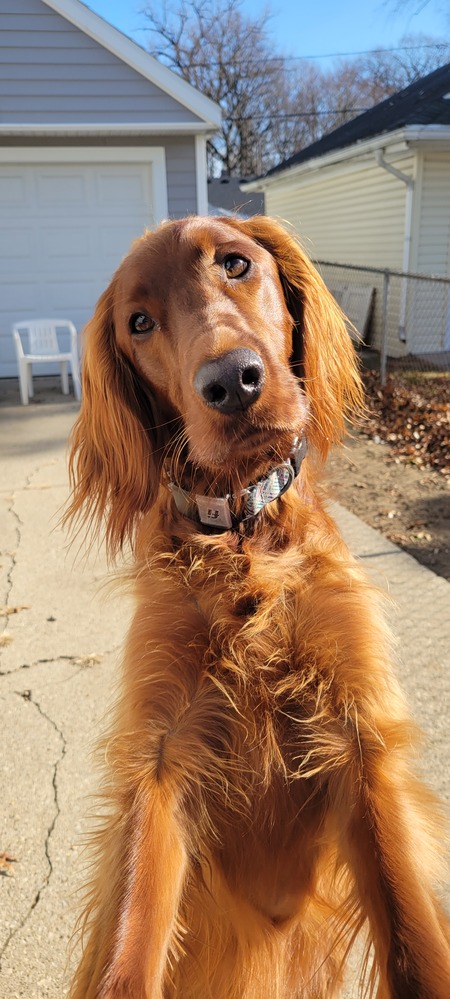 Entry image for Isabelle . Clicking this image will show a larger photo