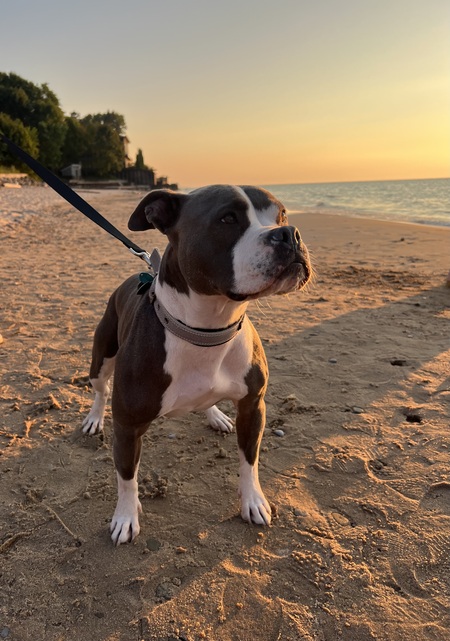 Entry image for Nova. Clicking this image will show a larger photo